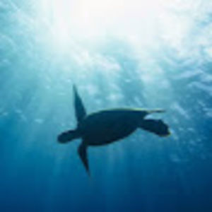 Meet your Posher, Chelsea